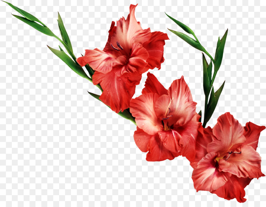 Gladiolus Birth Flower Wallpaper - Transparent Flower No Background - HD Wallpaper 