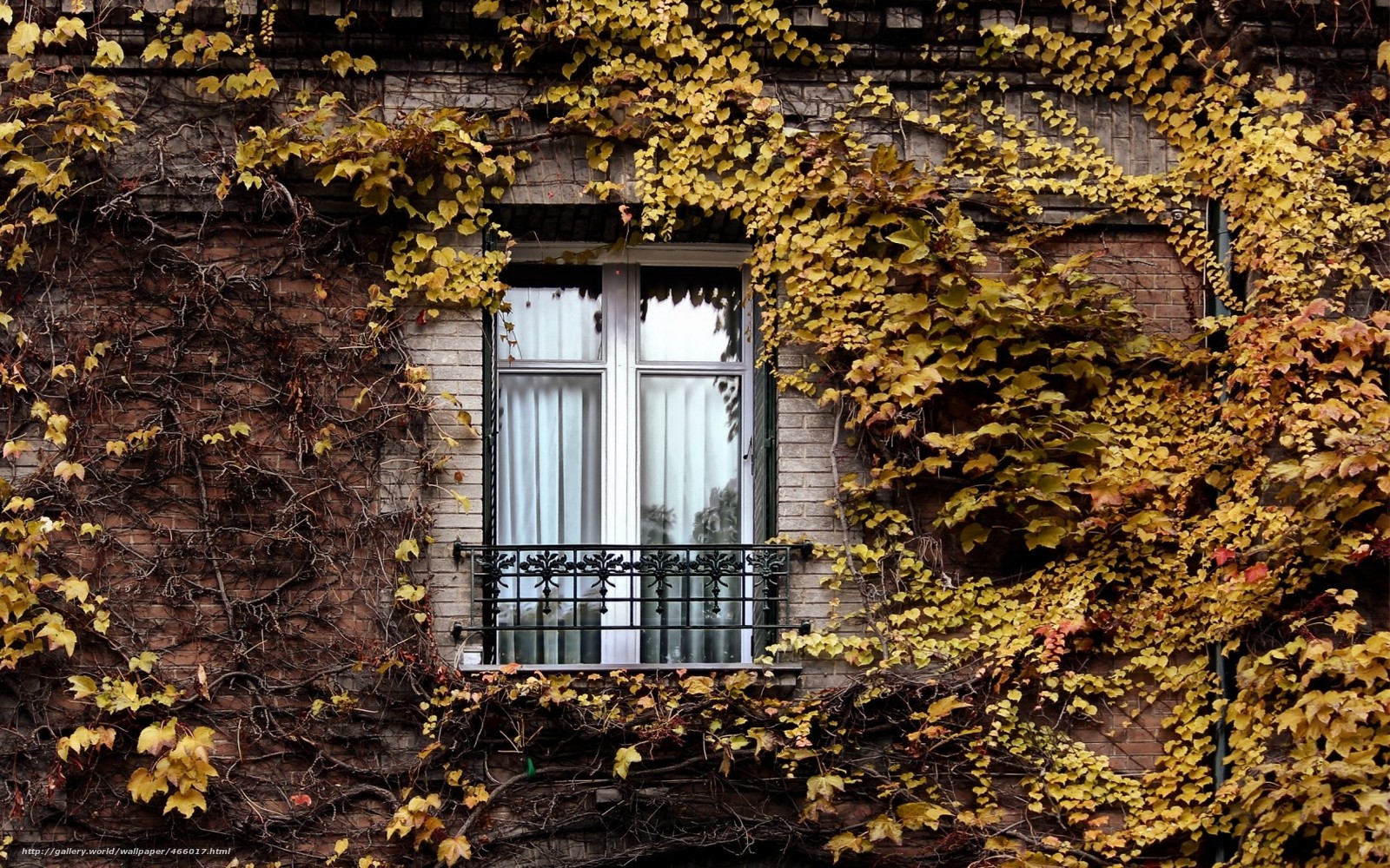 Download Wallpaper Window, Ivy, Autumn, Paris Free - Fonds Écran Automne Paris - HD Wallpaper 