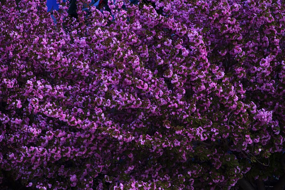 Paris, France, Violet, Tree, Nature, Spring, Flower, - Heather - HD Wallpaper 