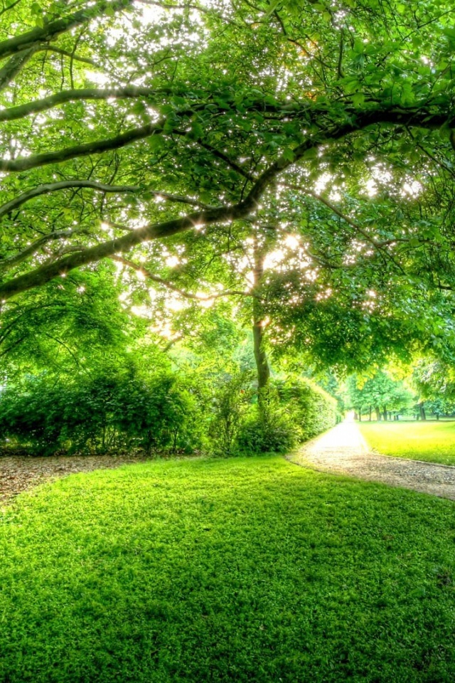 Green Tree High Resolution - HD Wallpaper 