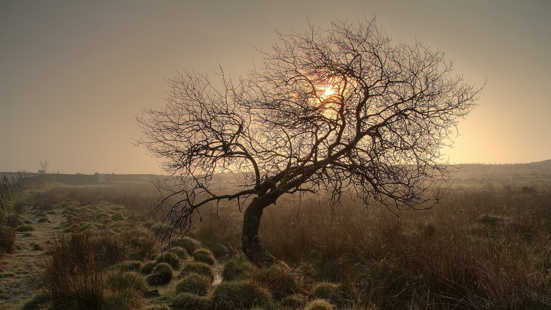 Misty Field - HD Wallpaper 
