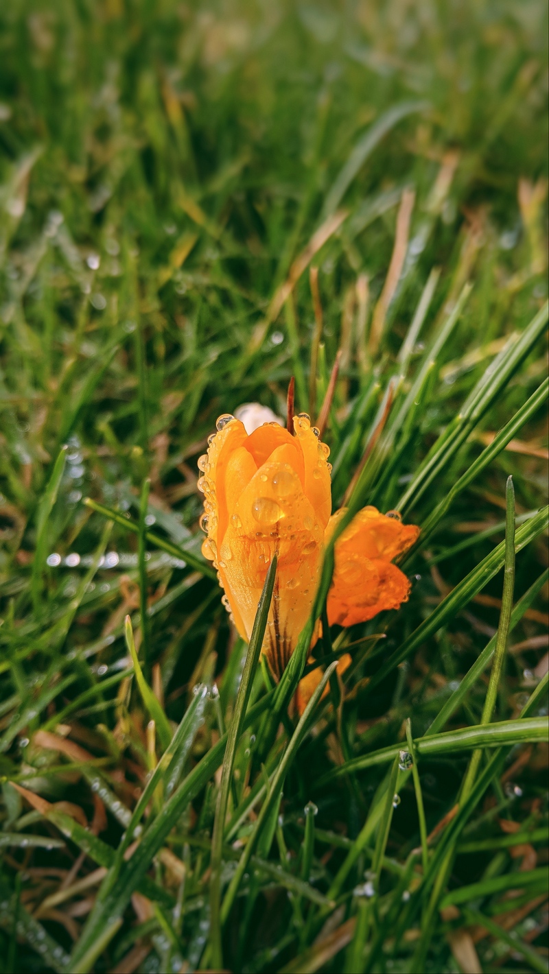 Wallpaper Flower, Yellow, Drops, Rum, Grass, Blur - Snow Crocus - HD Wallpaper 