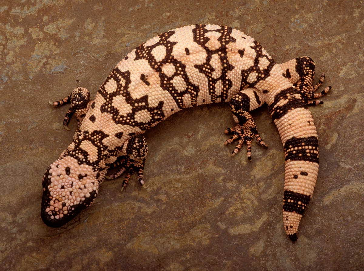Free Gila Monster Wallpaper Wallpapers Download - Gila Monster Back - HD Wallpaper 