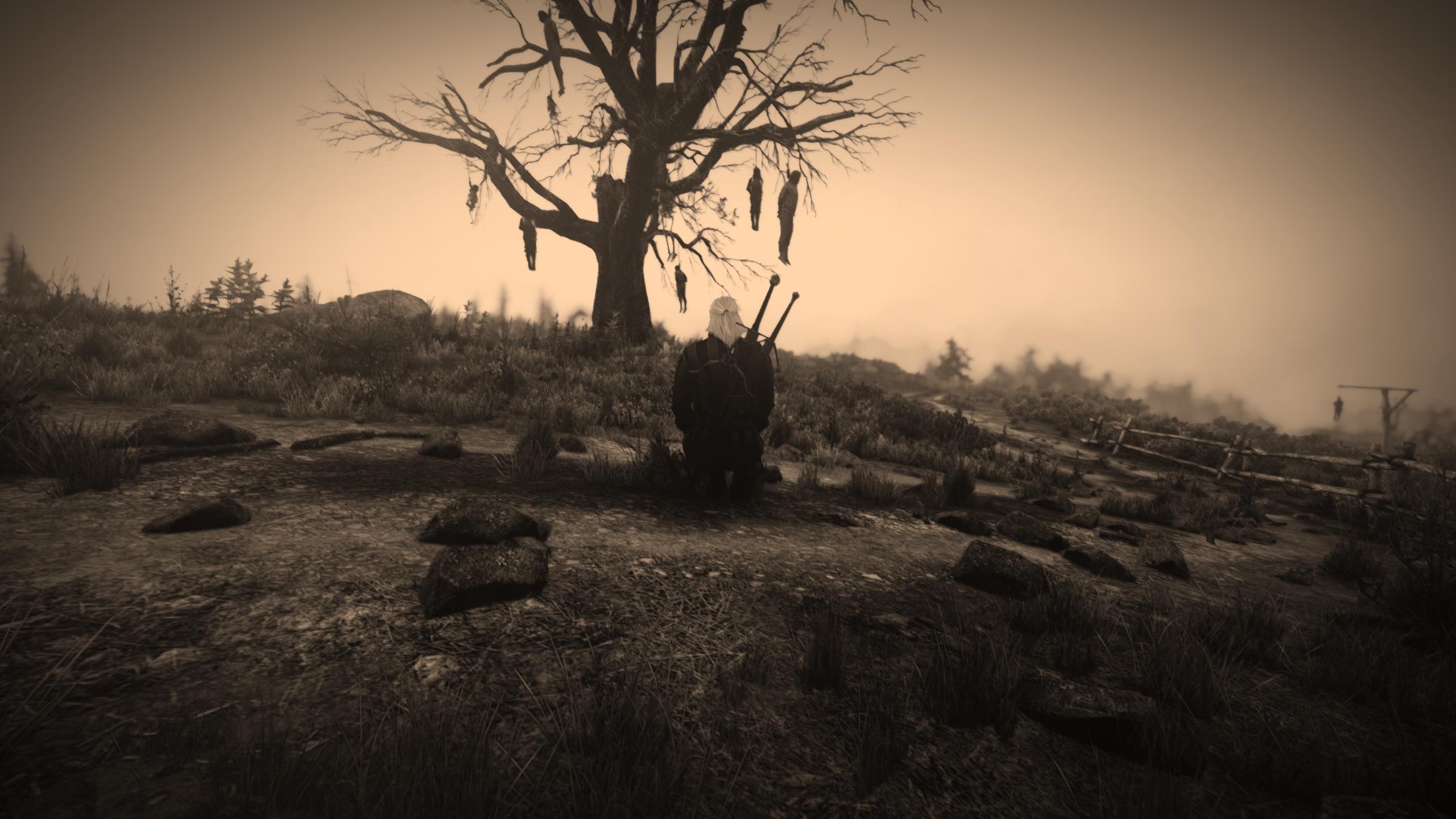 Adansonia - HD Wallpaper 