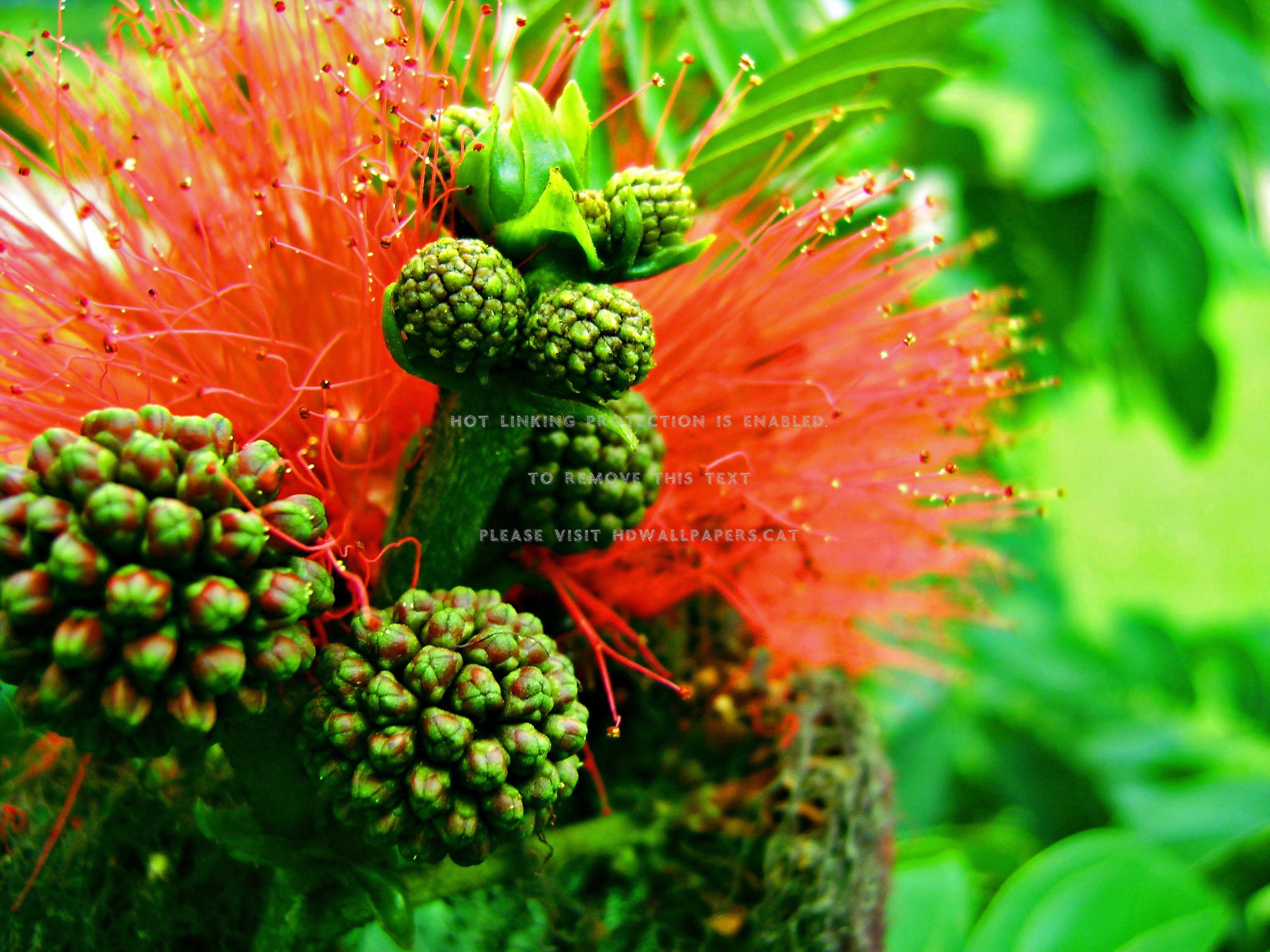 Color Explosion Selva Red Fruits Nice Grass - Bottlebush - HD Wallpaper 