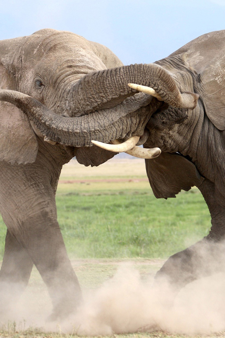 Elephant - HD Wallpaper 