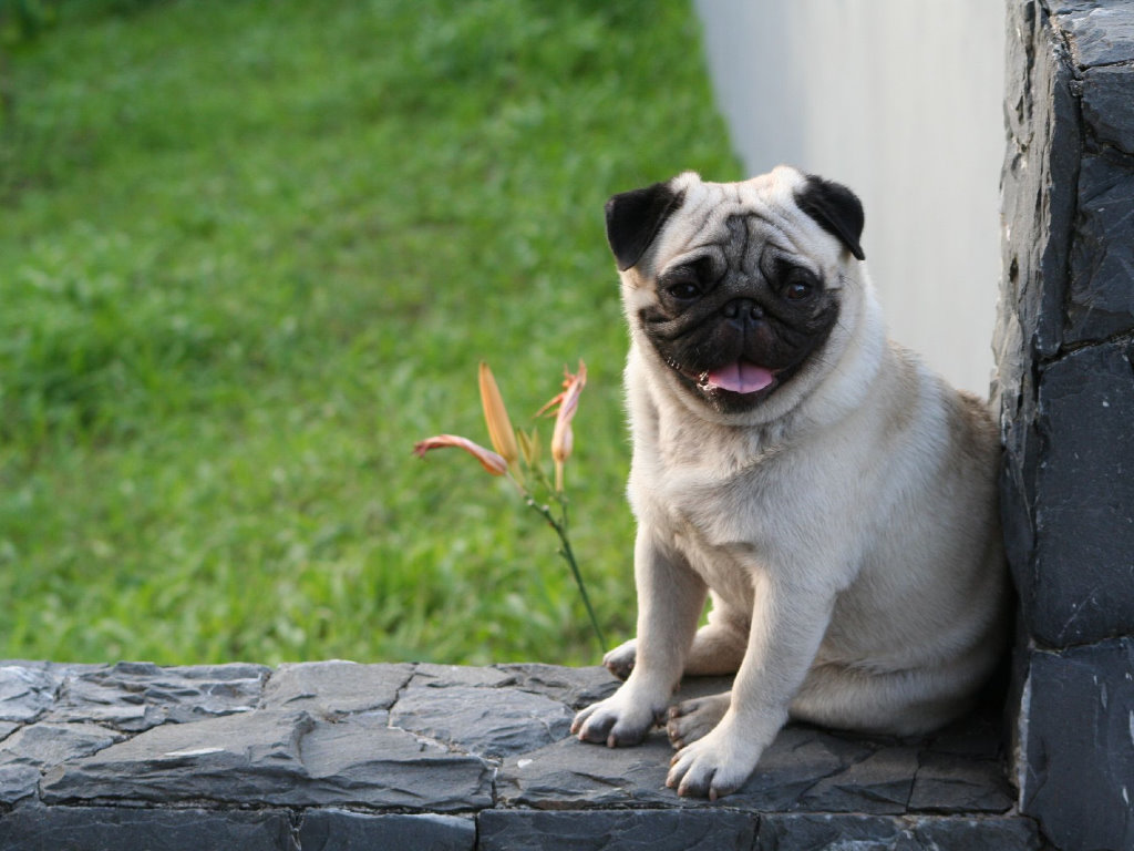 Nature Wallpaper - Pug - Nature Dog's Hd - HD Wallpaper 