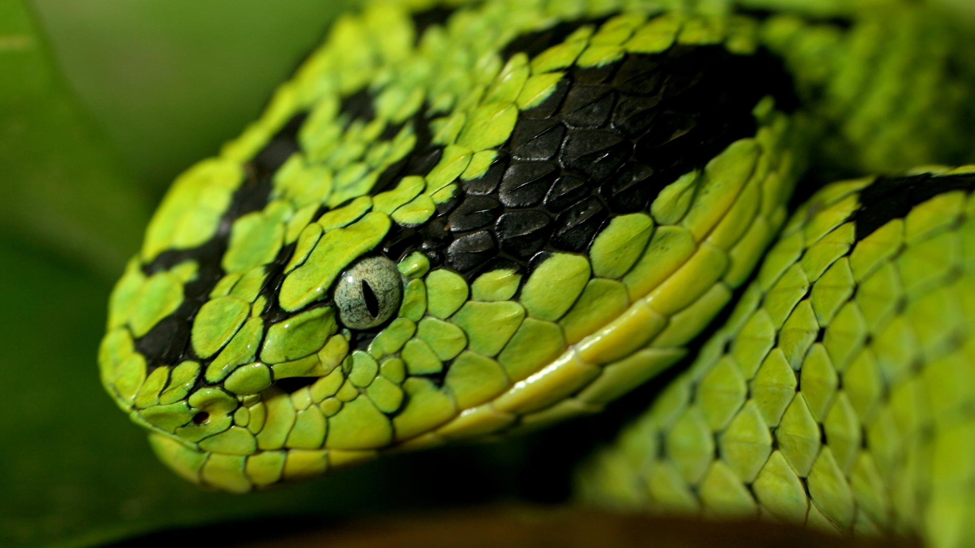 Wallpaper Snake, Face, Eyes, Spotted, Dangerous - Green Anaconda High Resolution - HD Wallpaper 