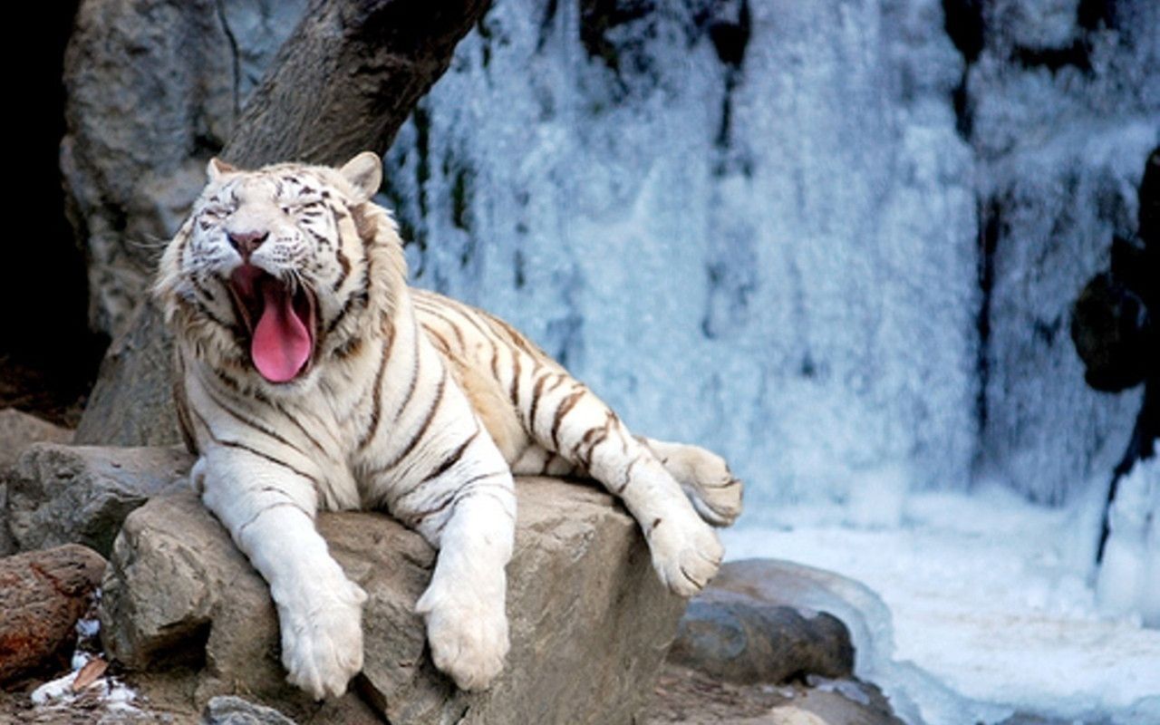 Full Hd Wallpaper White Tiger - HD Wallpaper 