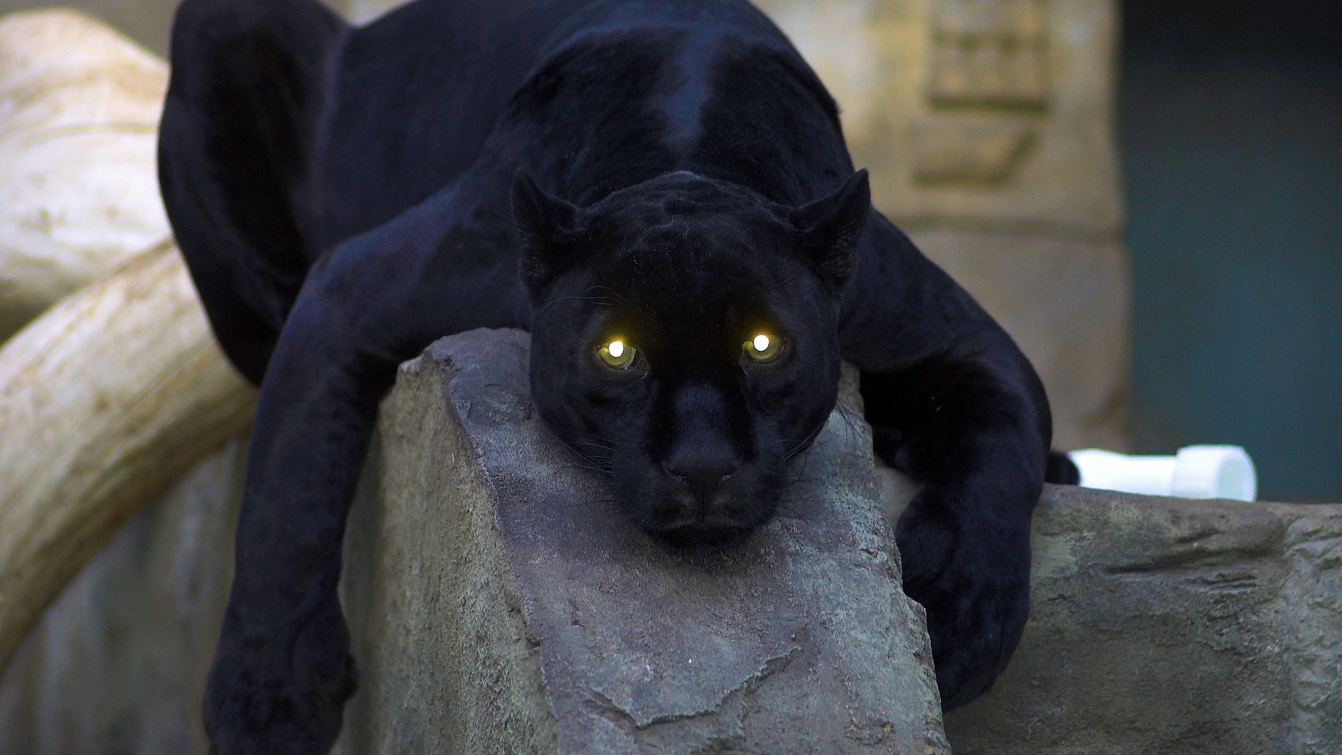 Wallpaper Panther, Dark, Big Cat, Predator, Down, Paw, - Black Panther Yellow Eyes - HD Wallpaper 