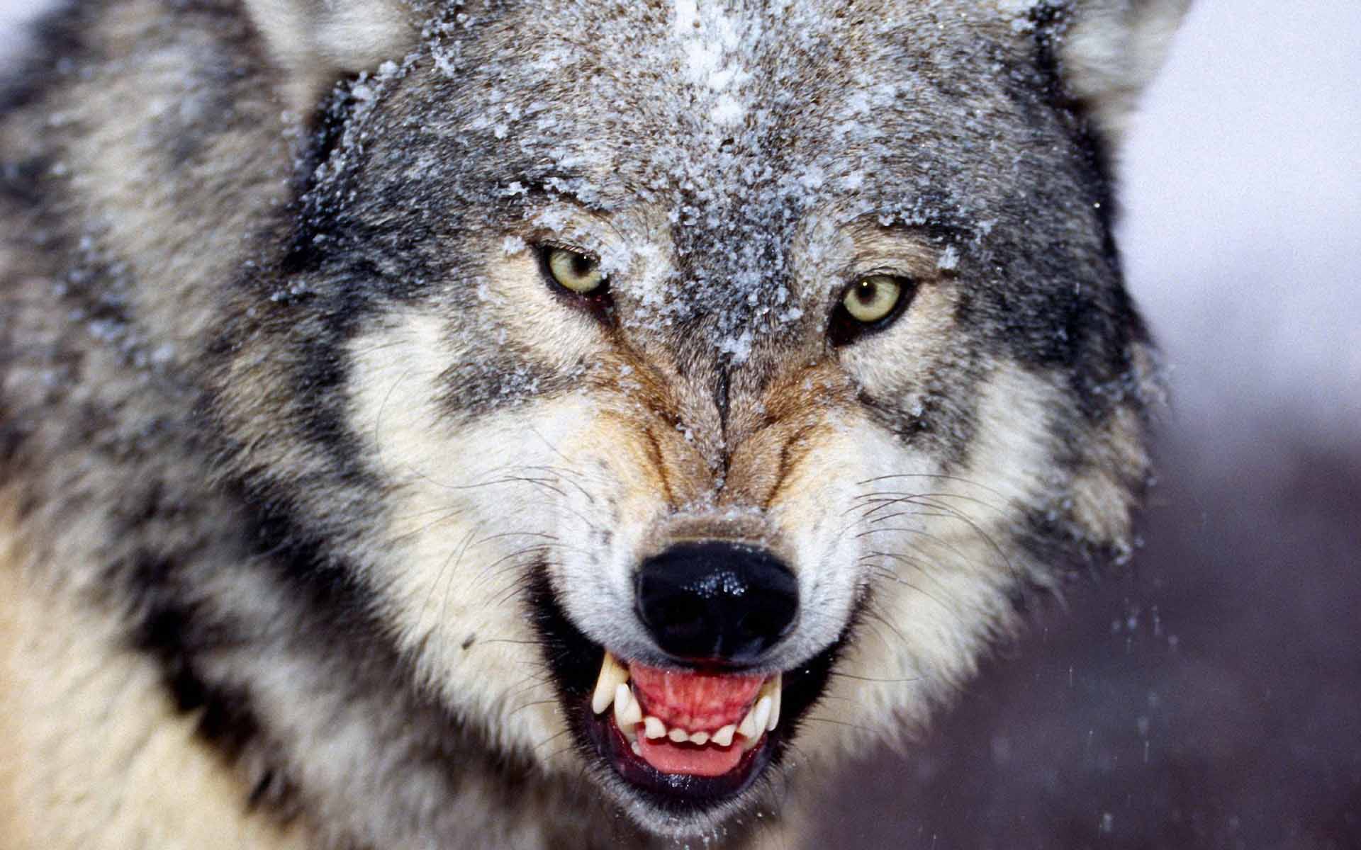 Wild Animals Images Wolf - HD Wallpaper 
