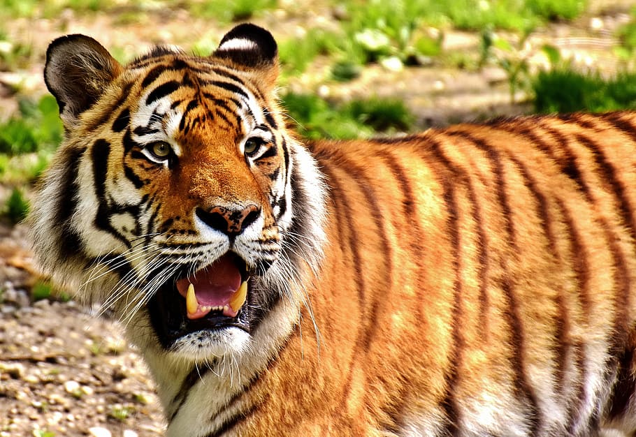 Close Up Photo Of Tiger, Predator, Fur, Beautiful, - HD Wallpaper 