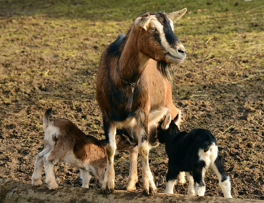Goat With Two Goat Kid On Brown Ground, Goats, Young - HD Wallpaper 