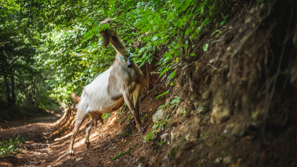 Goat, Eating, Forest - HD Wallpaper 