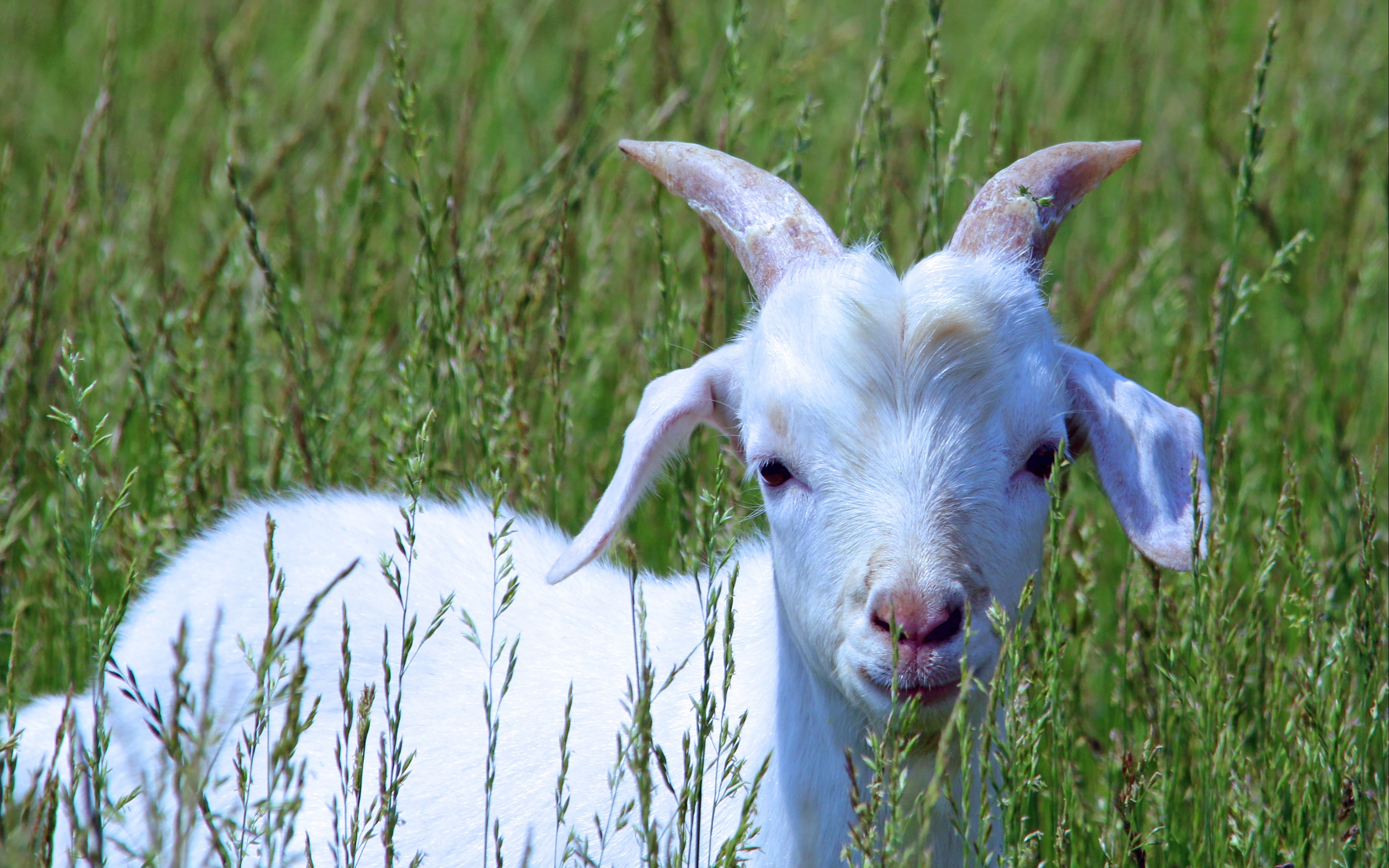 Wallpaper Goat, Cub, Grass, Walk - Goat Hd - HD Wallpaper 