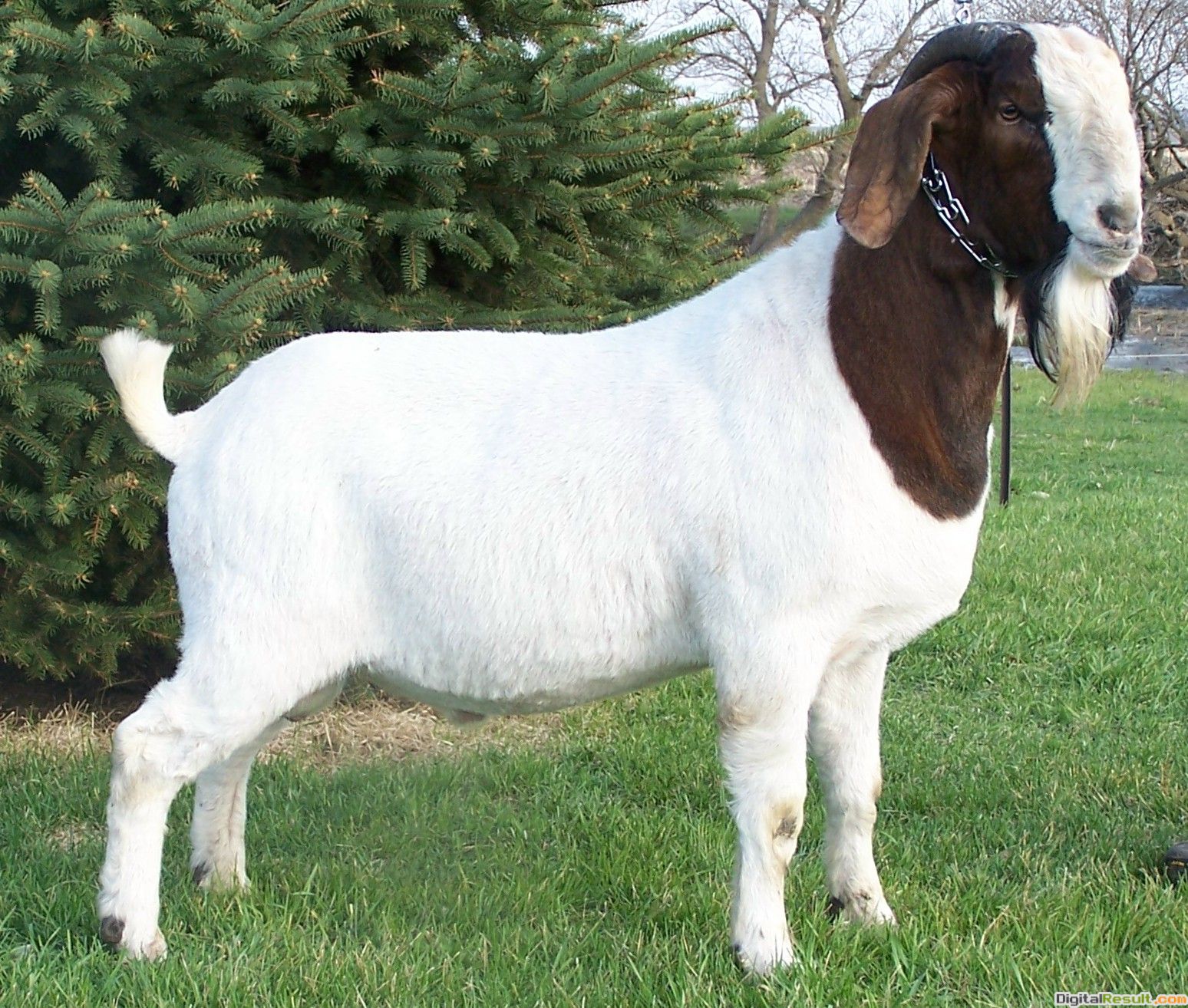 Goat Wallpapers Hd Goat Hd Images Goats Baby Images - HD Wallpaper 