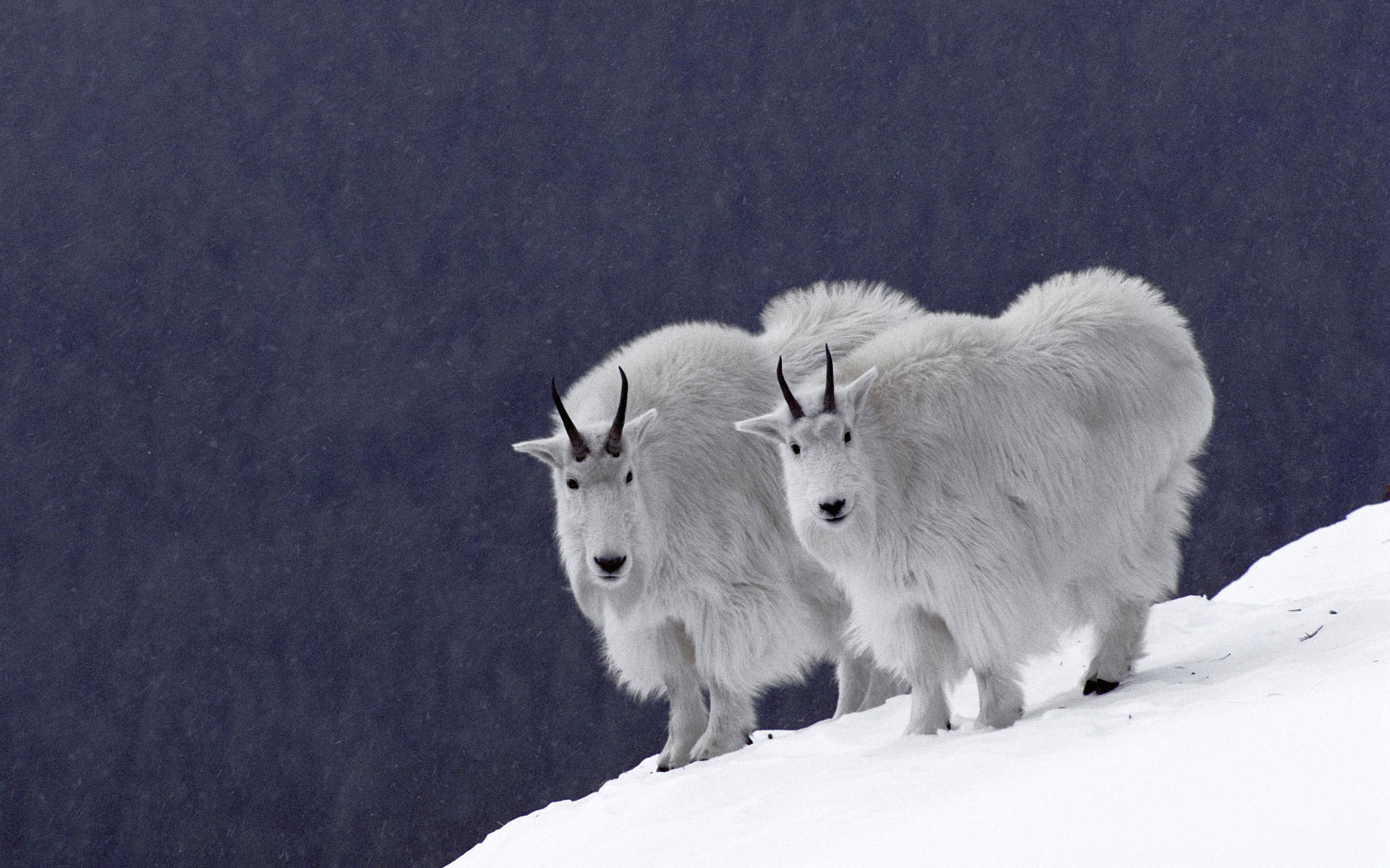 Animals On Snow Mountains - HD Wallpaper 