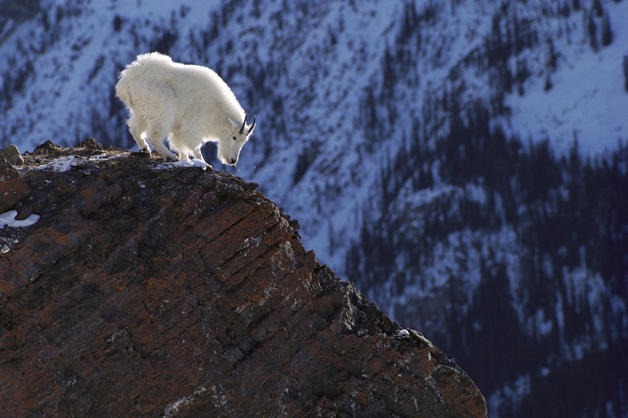 Mountain Goat - 2000x1333 Wallpaper Mountain Goat - 2000x1333 Wallpaper