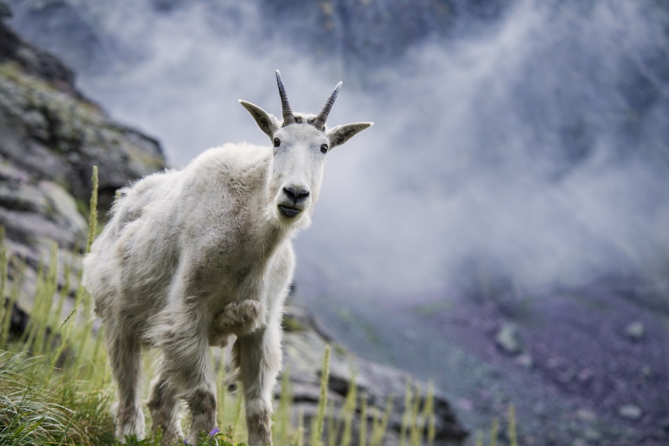 Mountain Goat Hd Wallpapers, Desktop Wallpaper - HD Wallpaper 