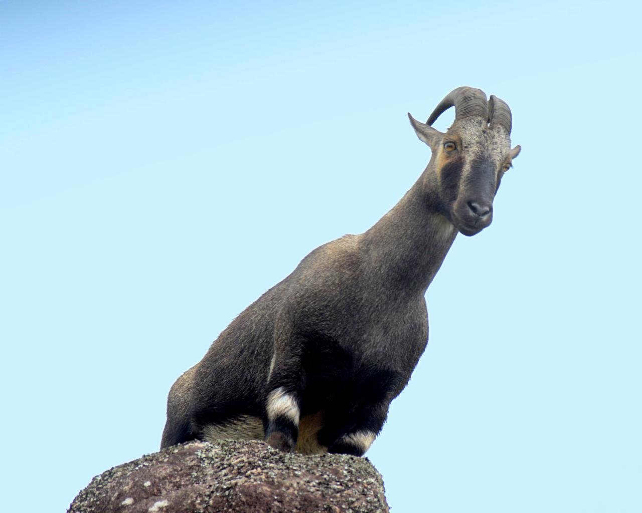 Free Goat High Quality Wallpaper Id - Goat - HD Wallpaper 