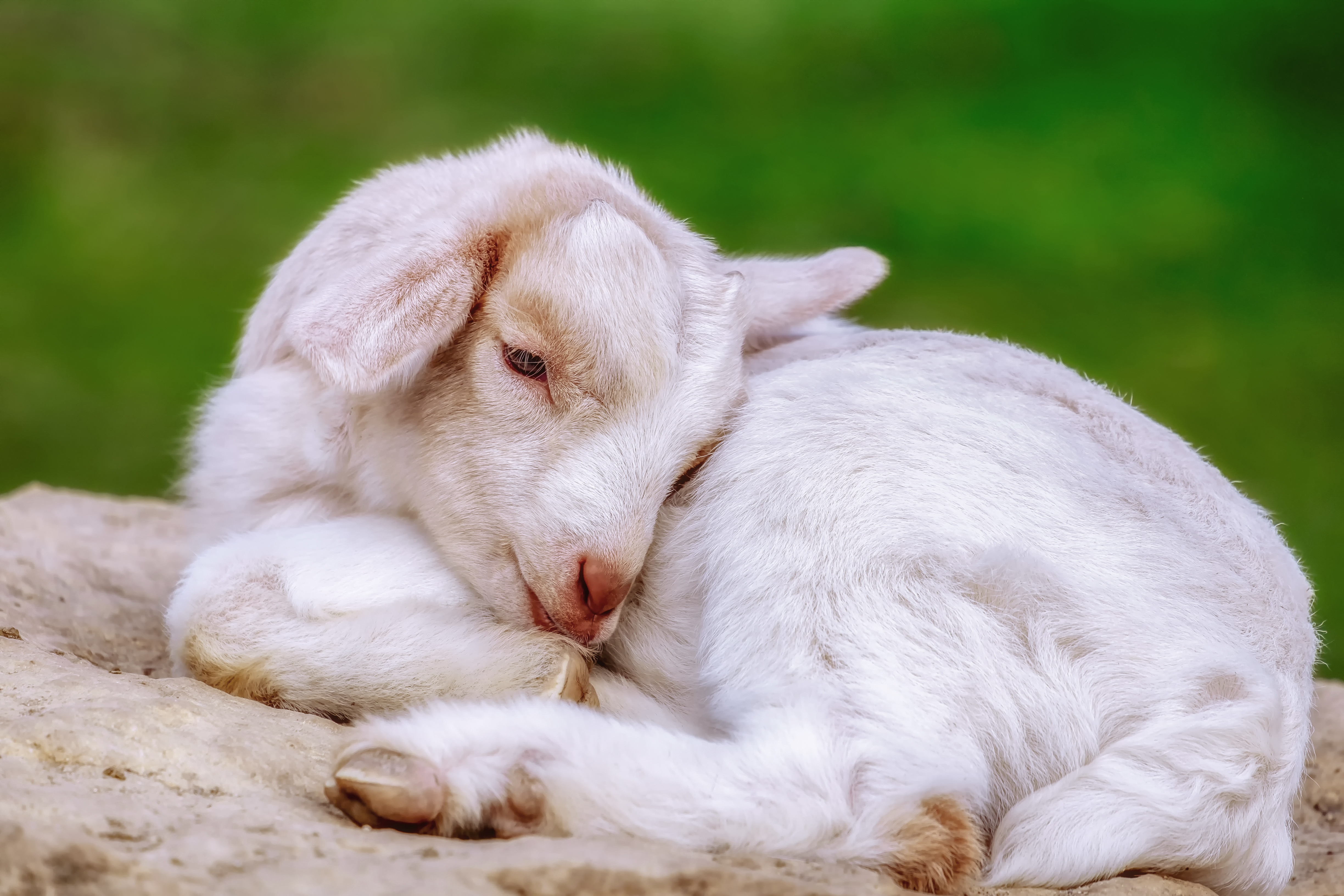 Baby Goat Lying Down - HD Wallpaper 