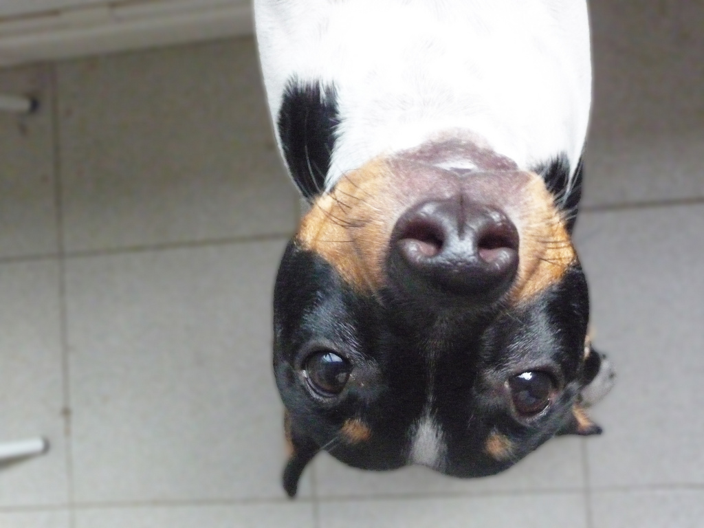Inverted Brazilian Terrier Wallpaper - Toy Fox Terrier - HD Wallpaper 