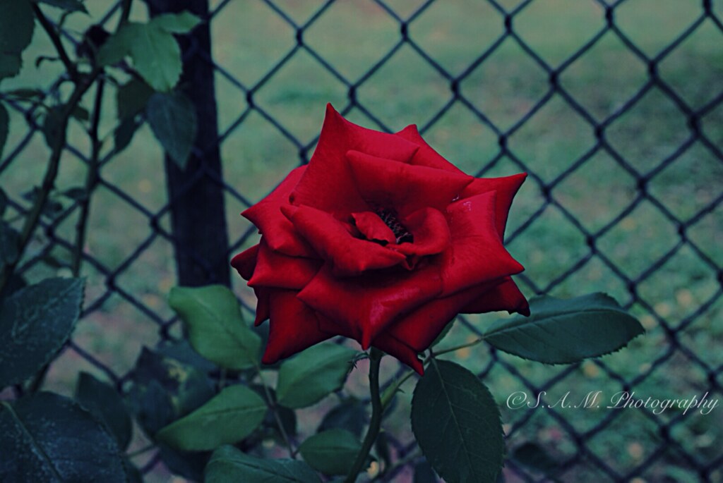 Hybrid Tea Rose - HD Wallpaper 