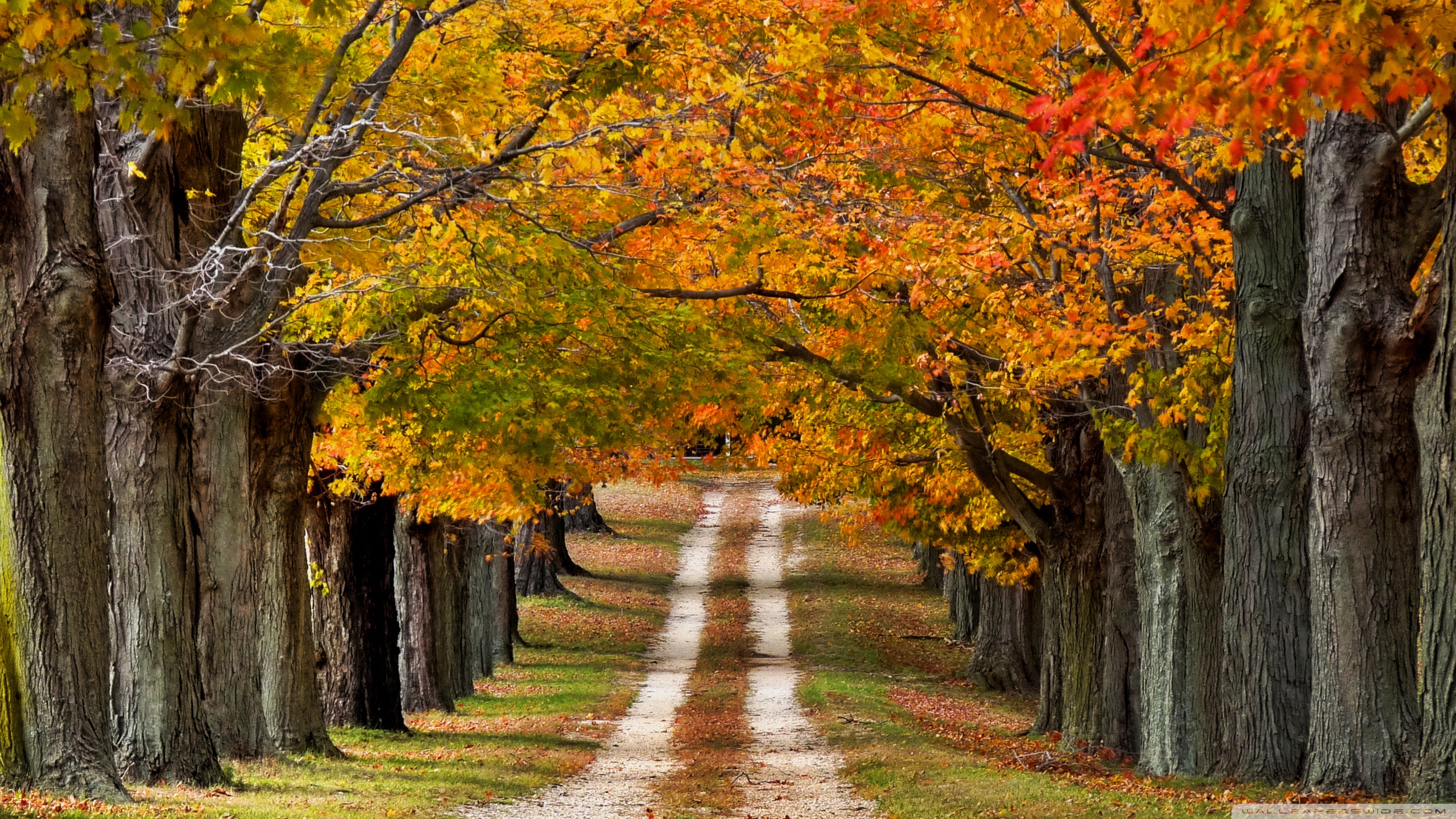 Beautiful Road Wallpaper - HD Wallpaper 