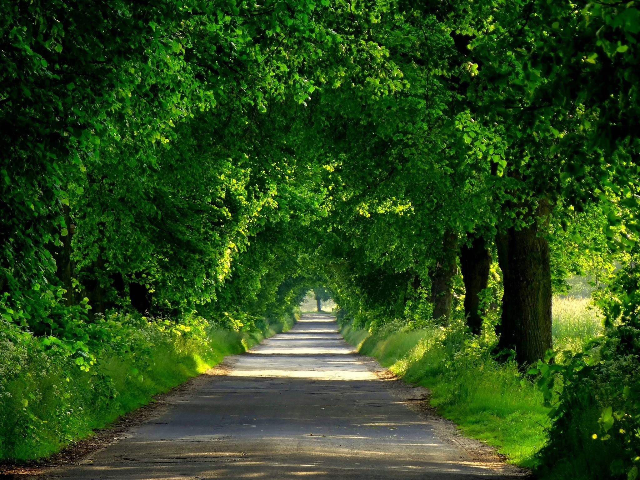 2048x1536, Tunnel Green Roads Shrubs Beautiful Road - Exit Interview Quote - HD Wallpaper 