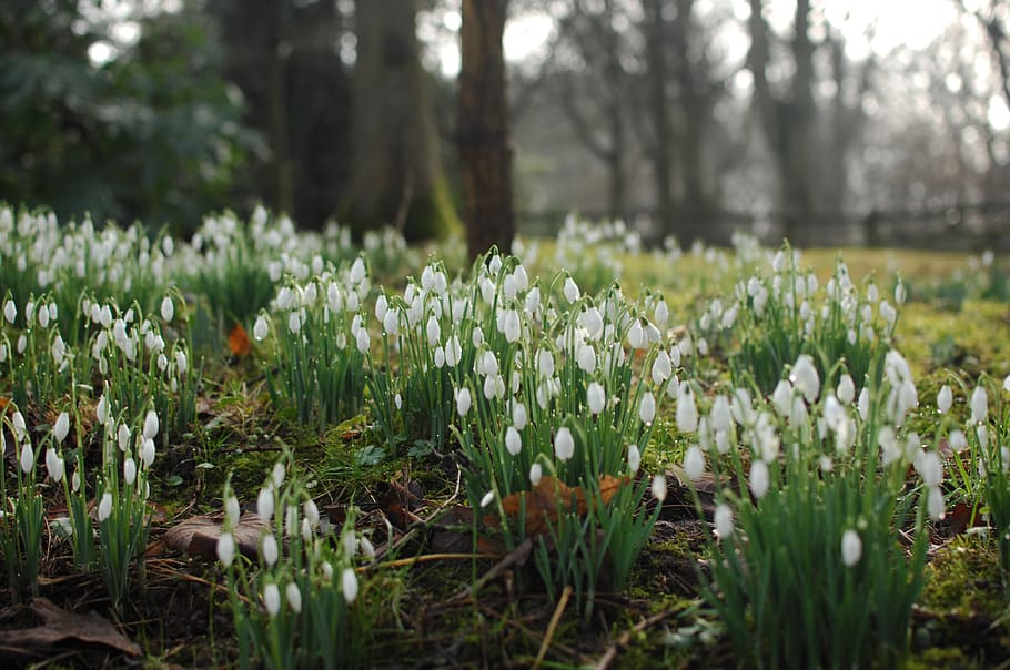 United Kingdom, Scholar Green, Rode Hall, Snowdrops, - Summer Snowflake - HD Wallpaper 