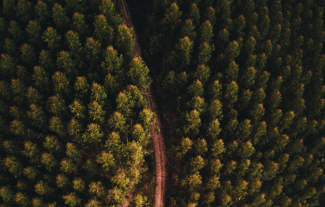 Photo Wallpaper Road, Forest, Landscape, Nature, Forest, - Road Forest From Above - HD Wallpaper 