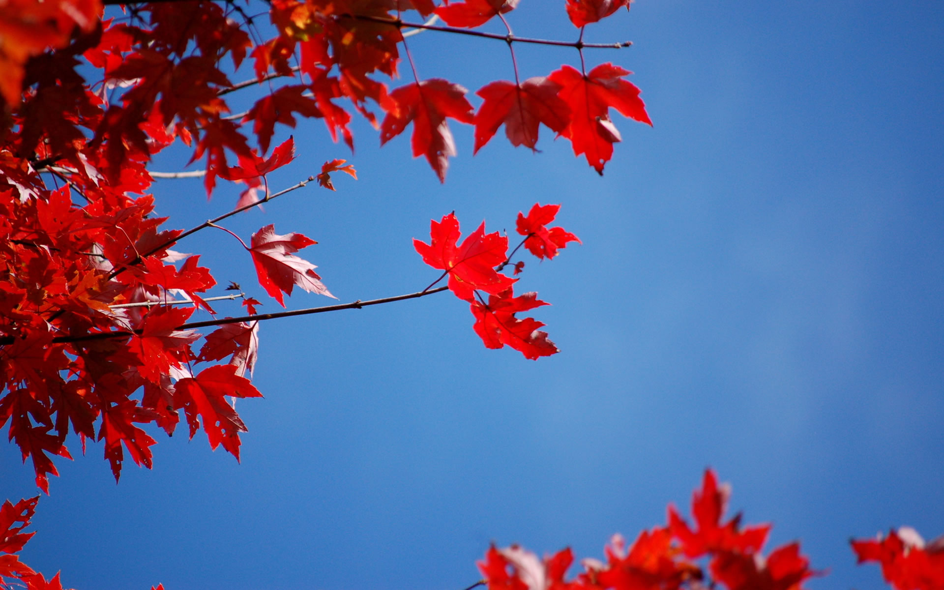 Rode Herfstbladeren Wallpaper - Осень Голубое Небо - HD Wallpaper 