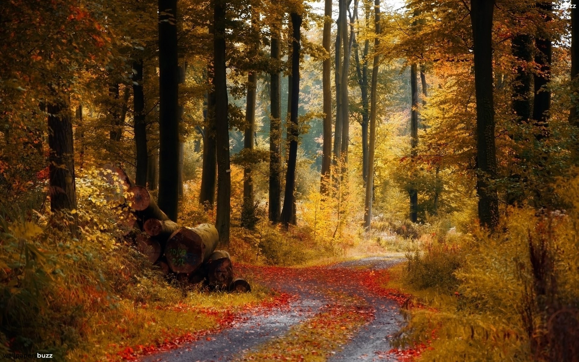 Autumn Most Beautiful Forest - HD Wallpaper 