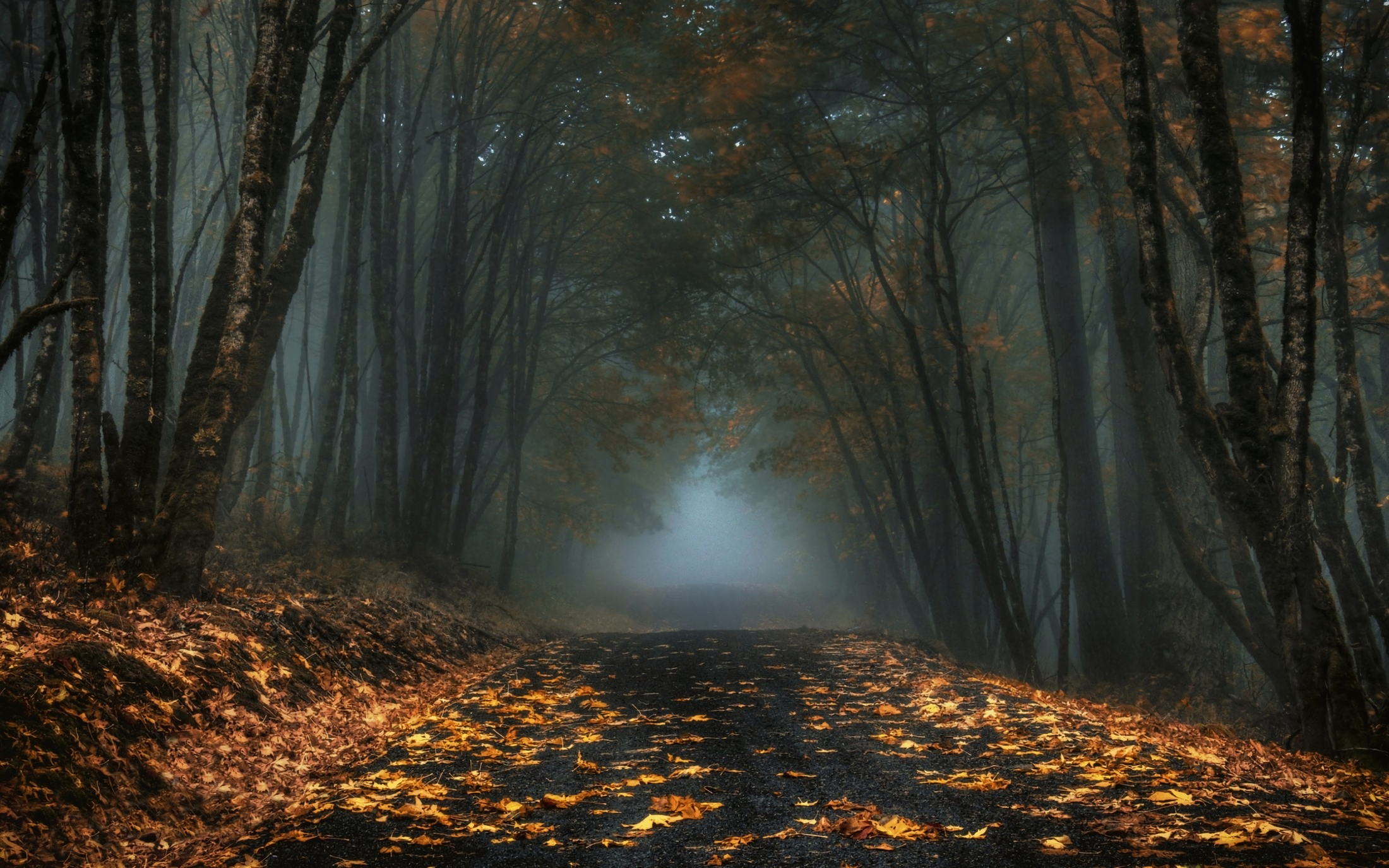 Foggy Forest Road Background - HD Wallpaper 