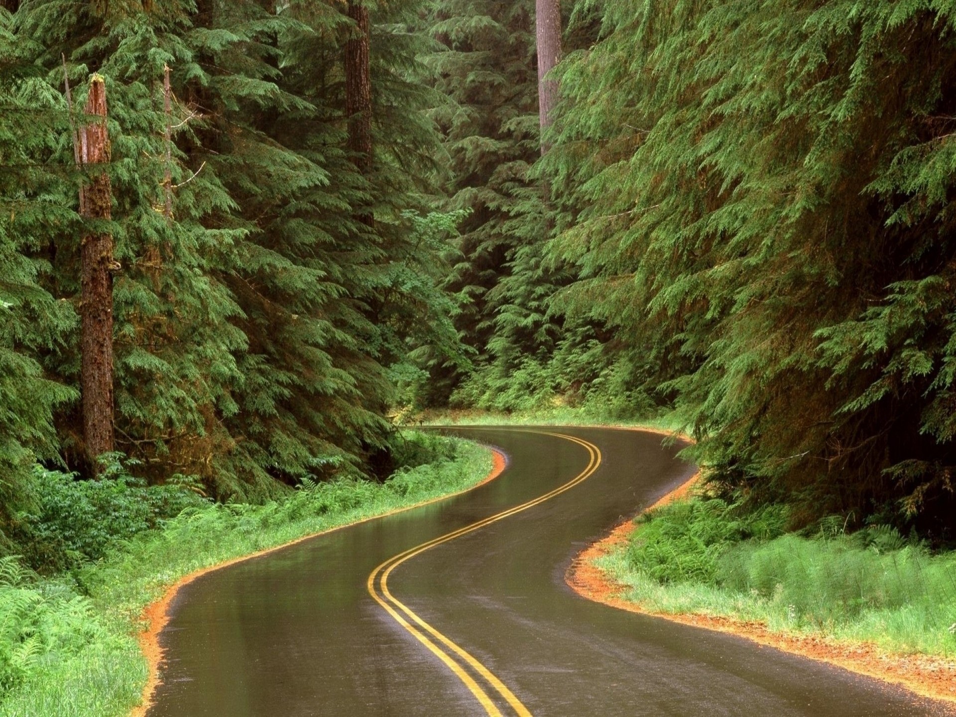 Olympic National Park Iphone - HD Wallpaper 