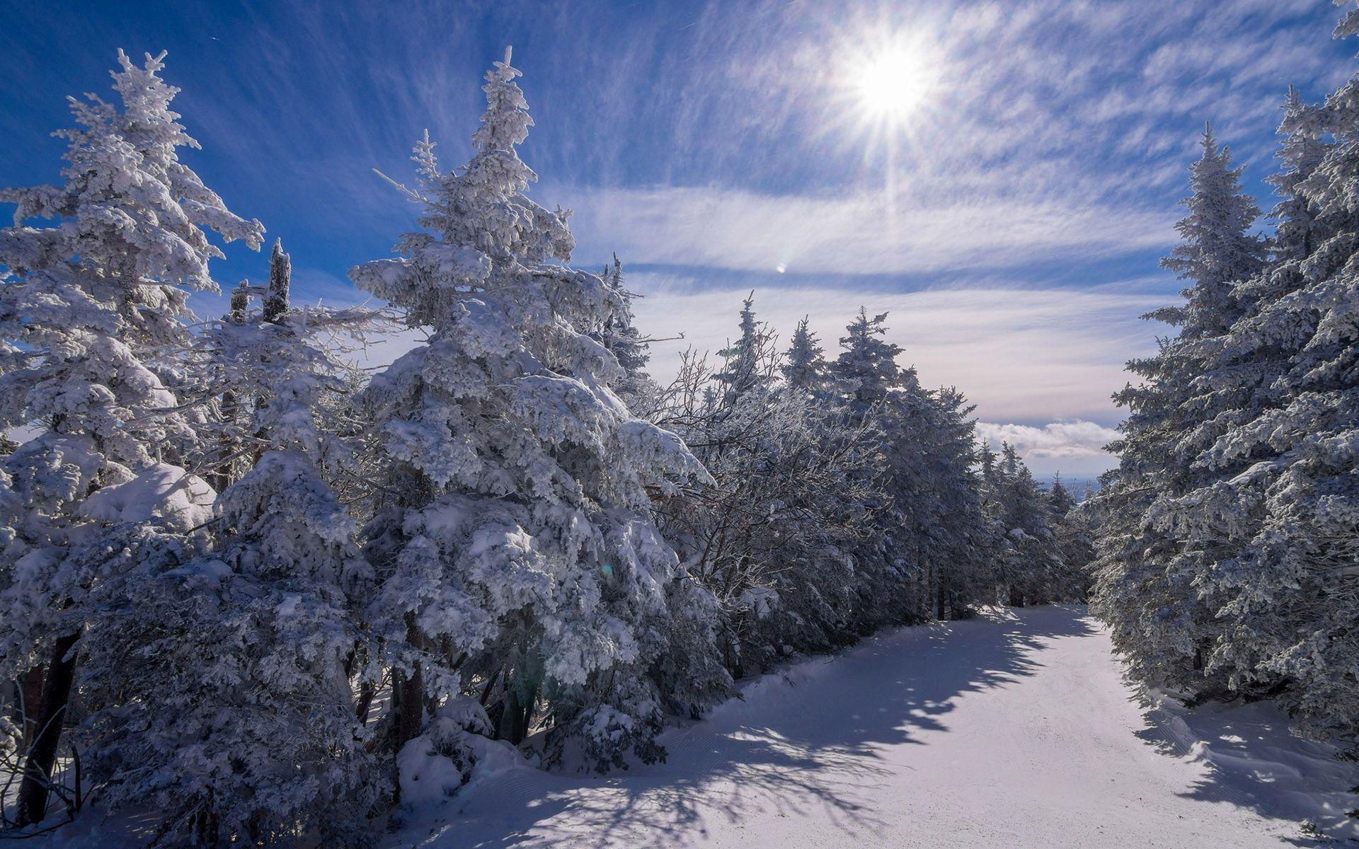 Hd Sun Shining Bright On The Snowy Trees Wallpaper - Sun Shining - HD Wallpaper 
