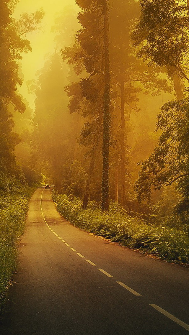 Fog Forest Road Iphone Wallpaper - Golden Forest With Road - HD Wallpaper 