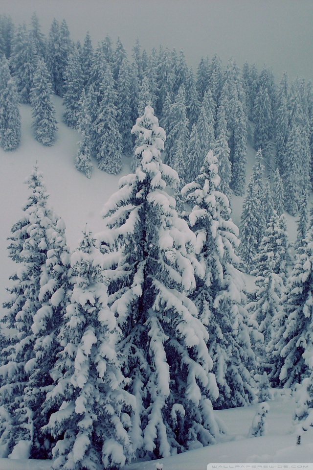 Imagenes De Bosque Polar - HD Wallpaper 