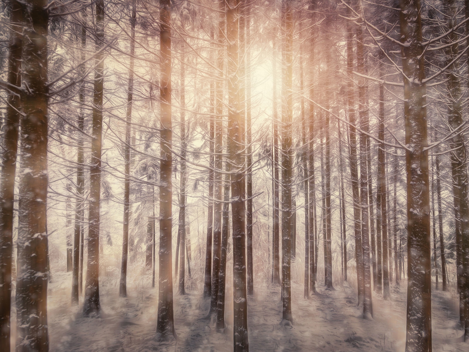 Snowy Tree Hd - HD Wallpaper 