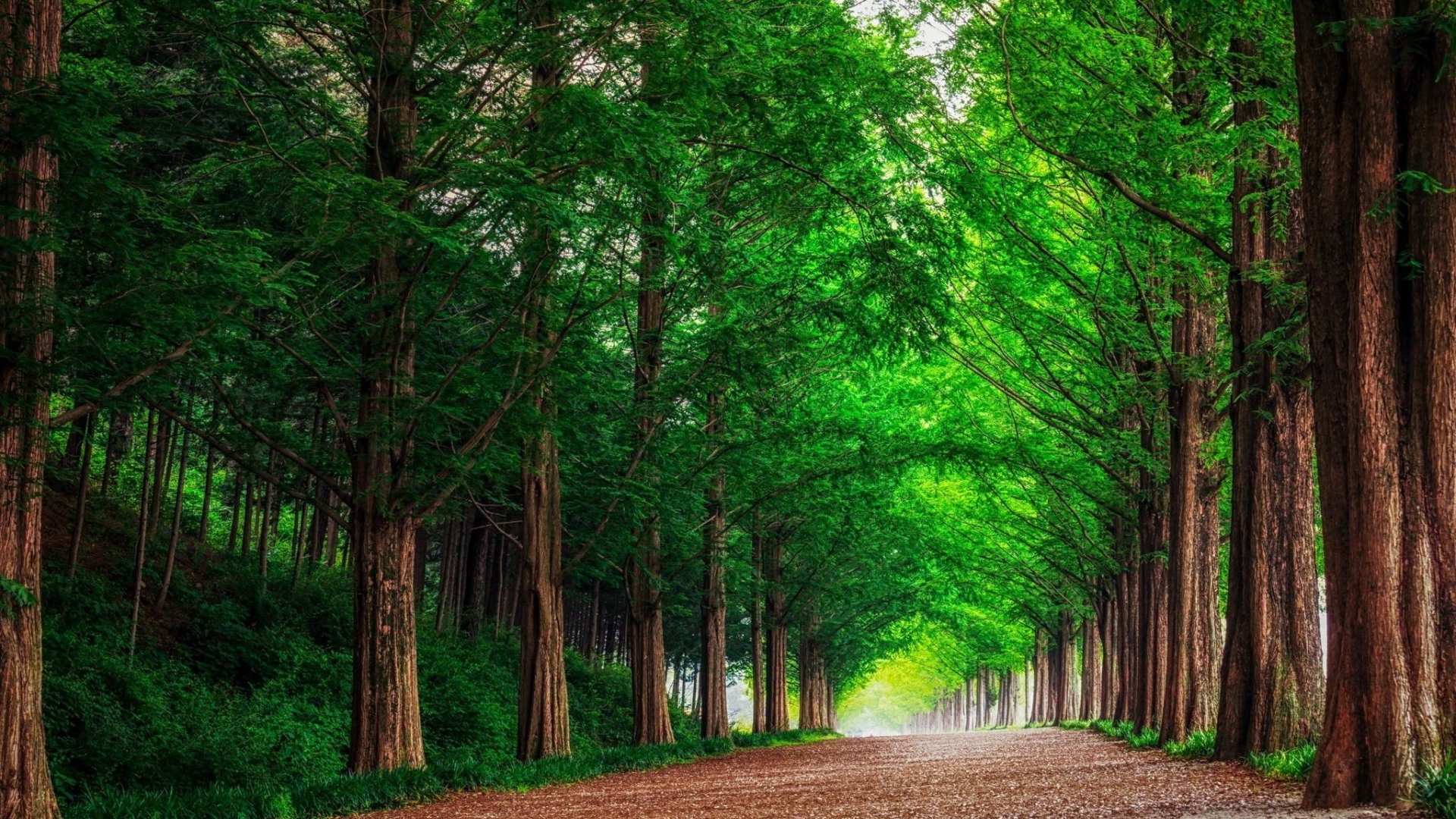 pix Background Full Hd Wallpaper Nature 1920X1080 Green Photo background green full hd 1920x1080