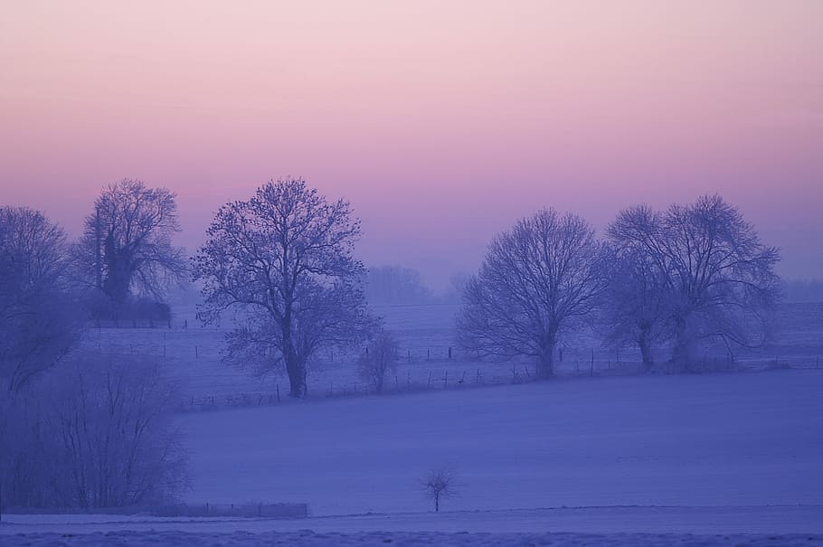 Snowy Trees And Ground, Winter, Dawn, Fog, Nature, - Snow - HD Wallpaper 