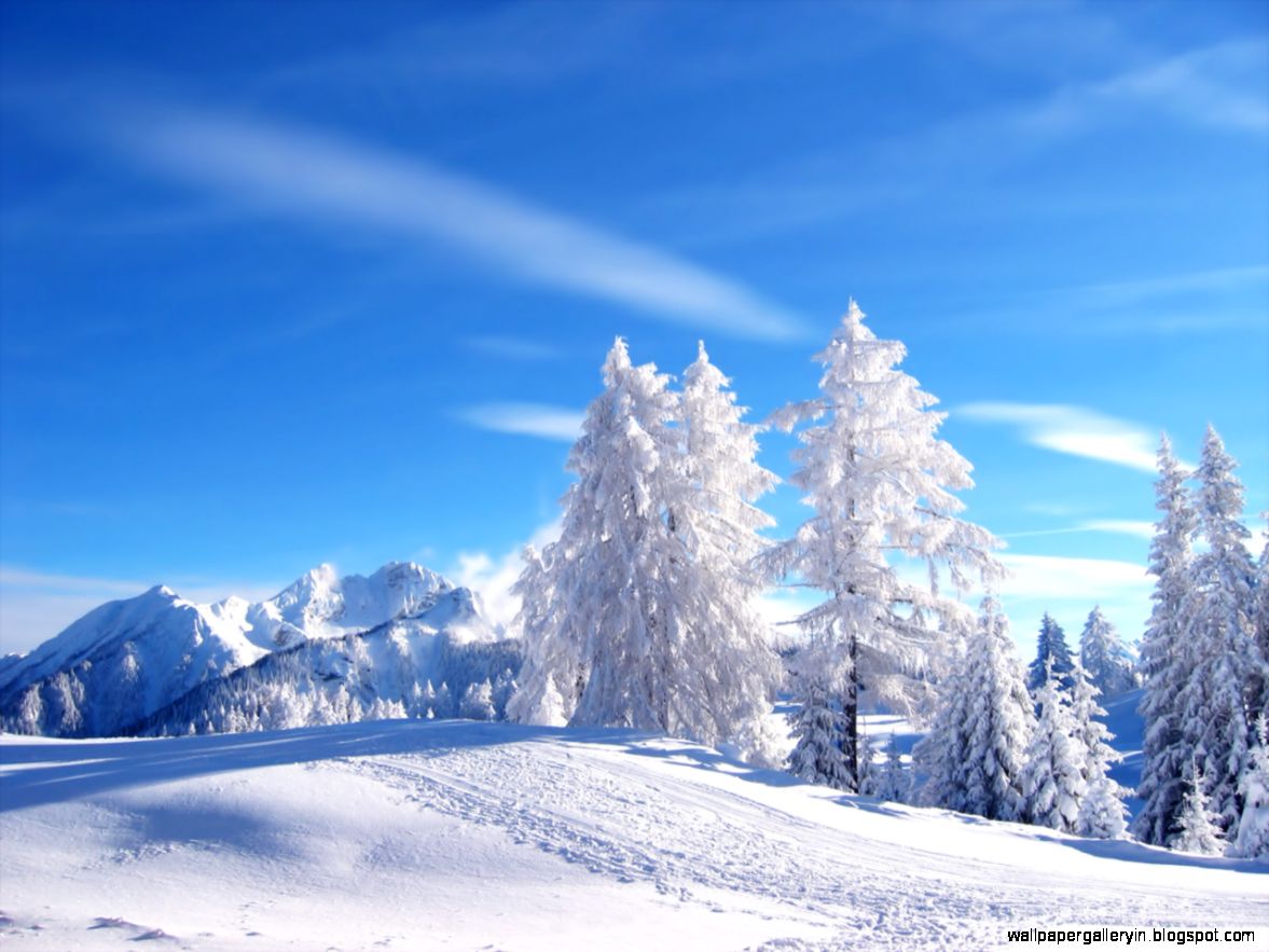 Freephotoz Daily Wallpapers Backgrounds Snow Trees - Snow Winter Nature - HD Wallpaper 