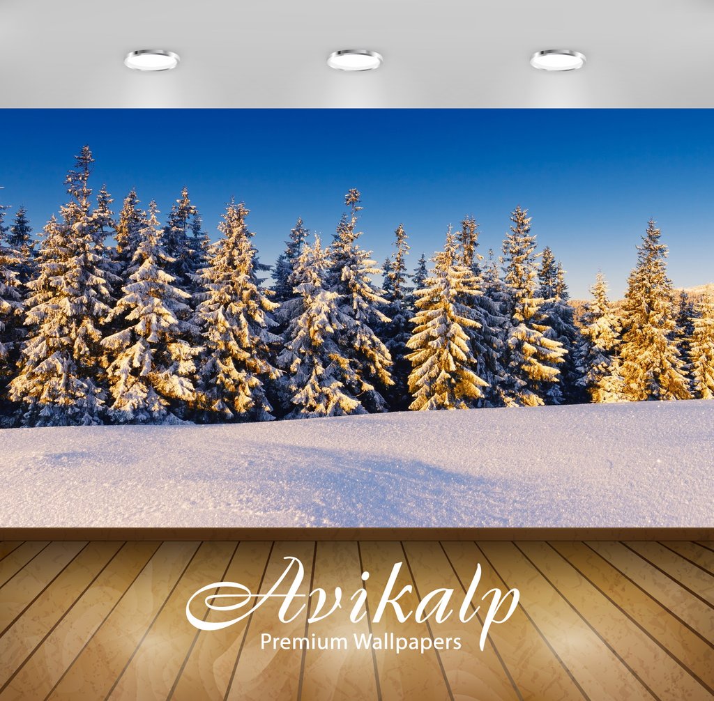 White Pine In Snow - HD Wallpaper 