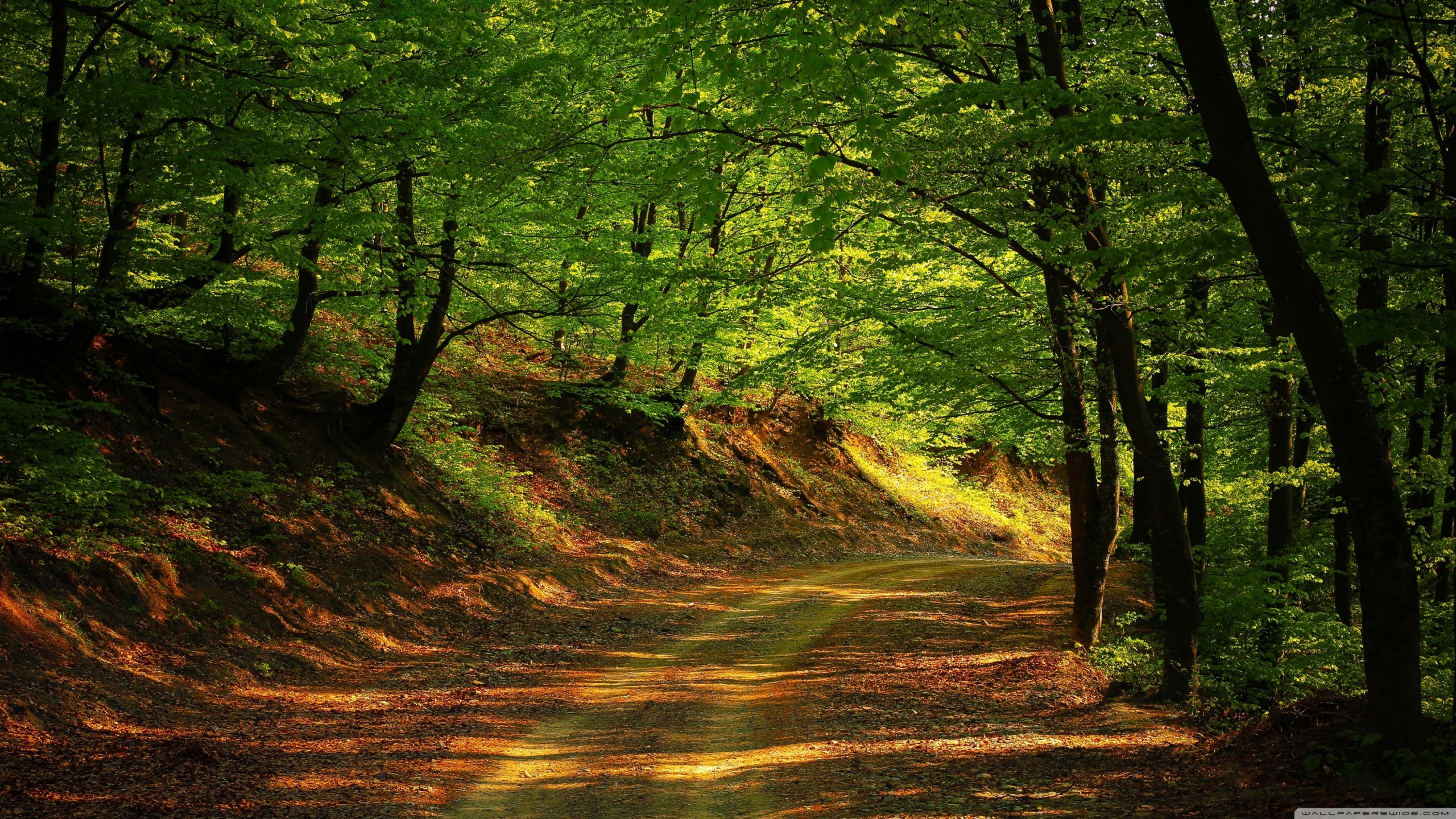 Shady Forest Road - Just Because My Path Is Different Doesn T Mean I M - HD Wallpaper 