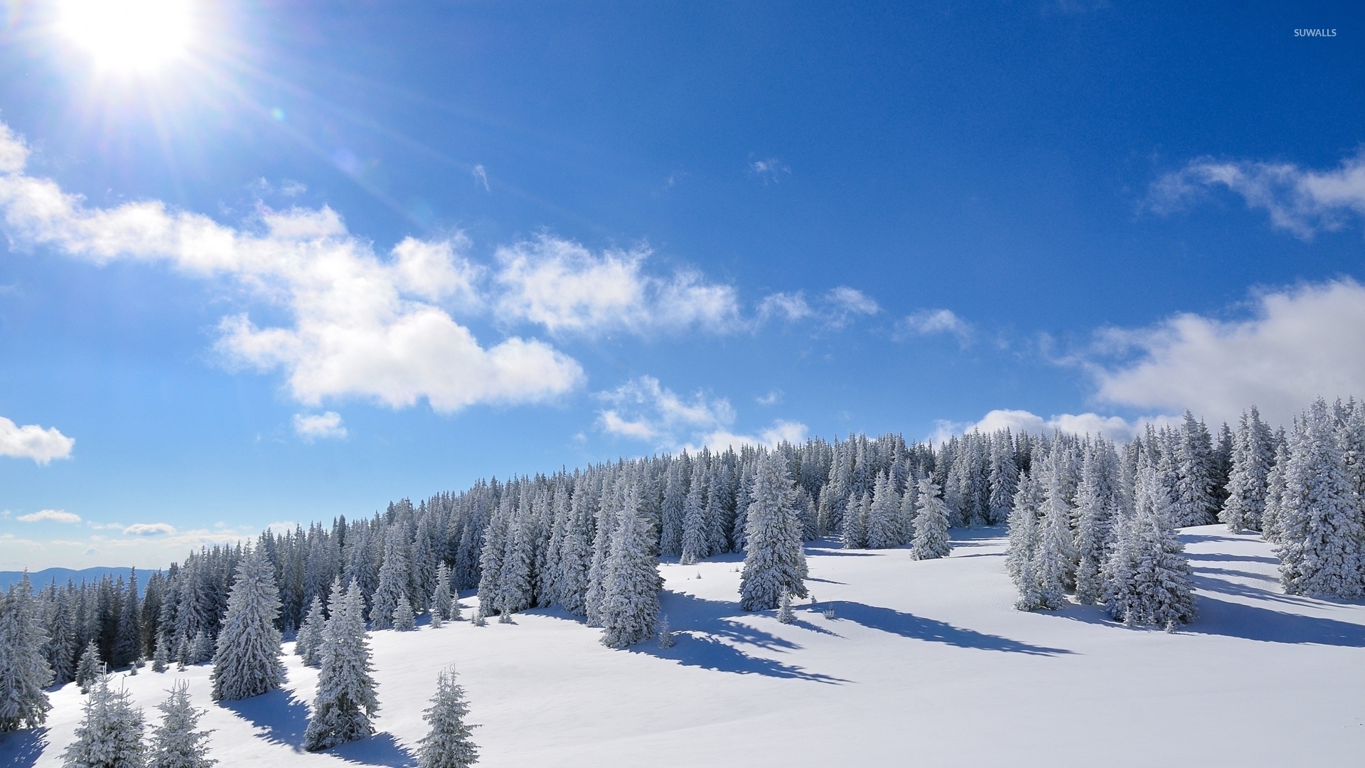 Sun Over The Snowy Forest Wallpaper - Snow Forest Full Hd - HD Wallpaper 