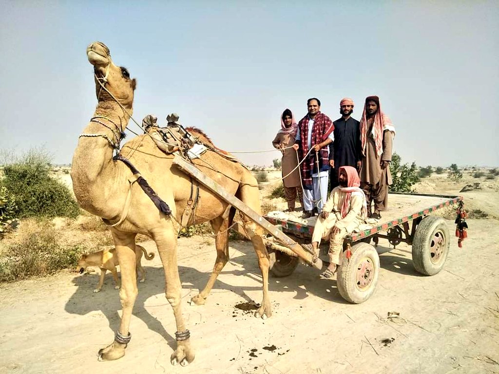 Pack Animal - HD Wallpaper 