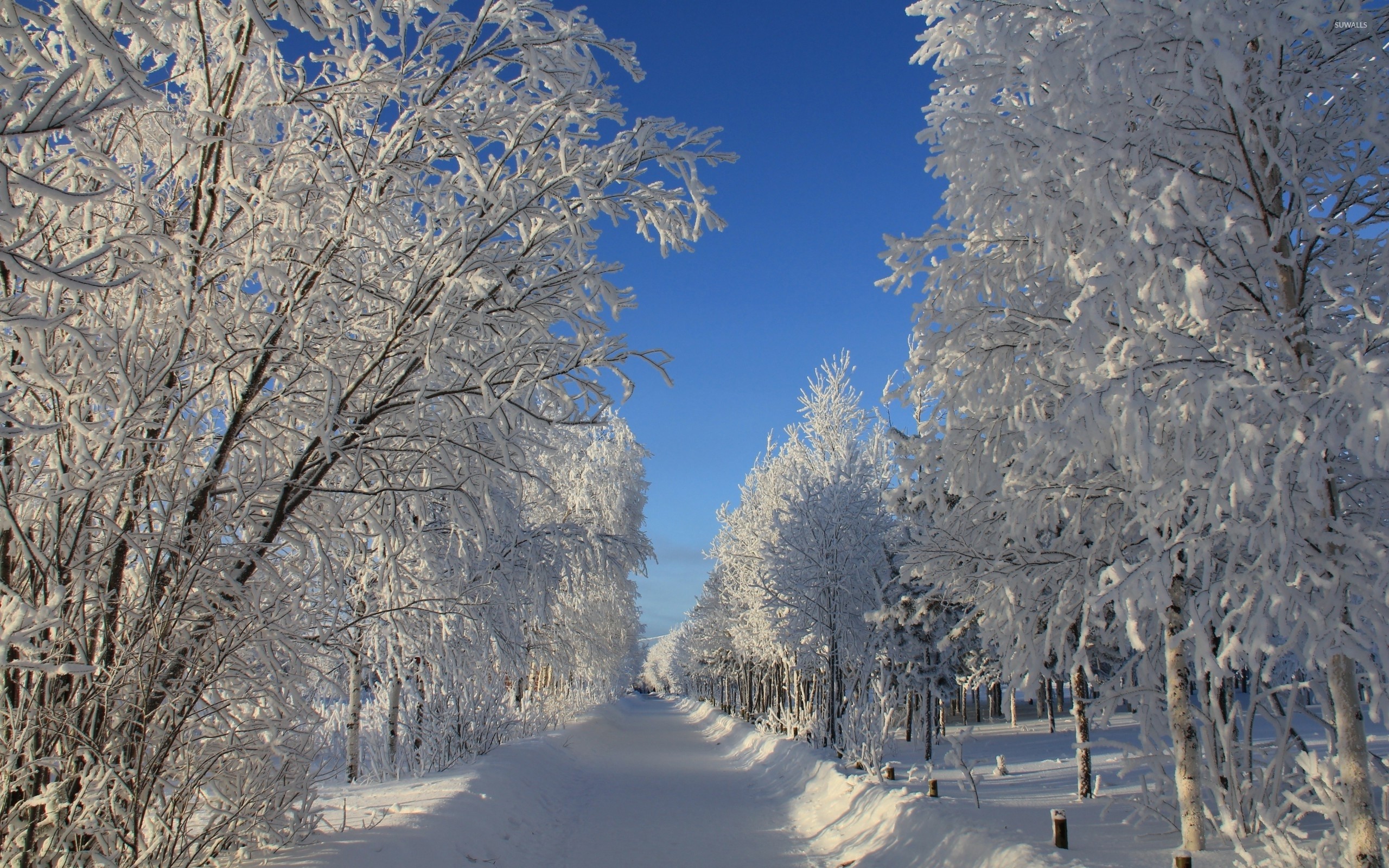 2560x1600, Path Through The Snowy Trees Wallpaper - Wald Winter - HD Wallpaper 