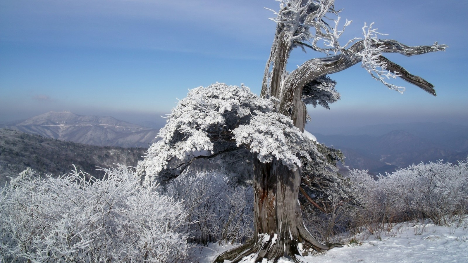 Winter, Trees, Frost, Snow - Tree - HD Wallpaper 