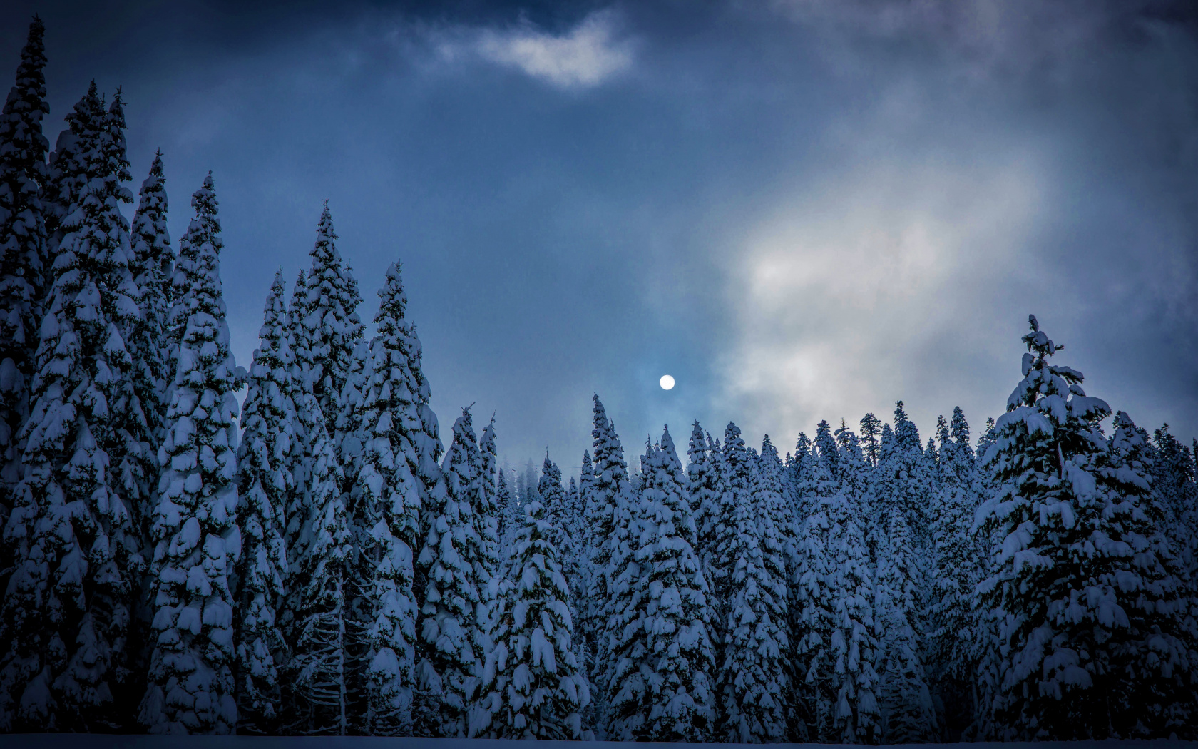 Winter, Night, Trees, Sky, Nature, Wallpaper - Forest Winter Snow Tree Wallpaper 4k - HD Wallpaper 