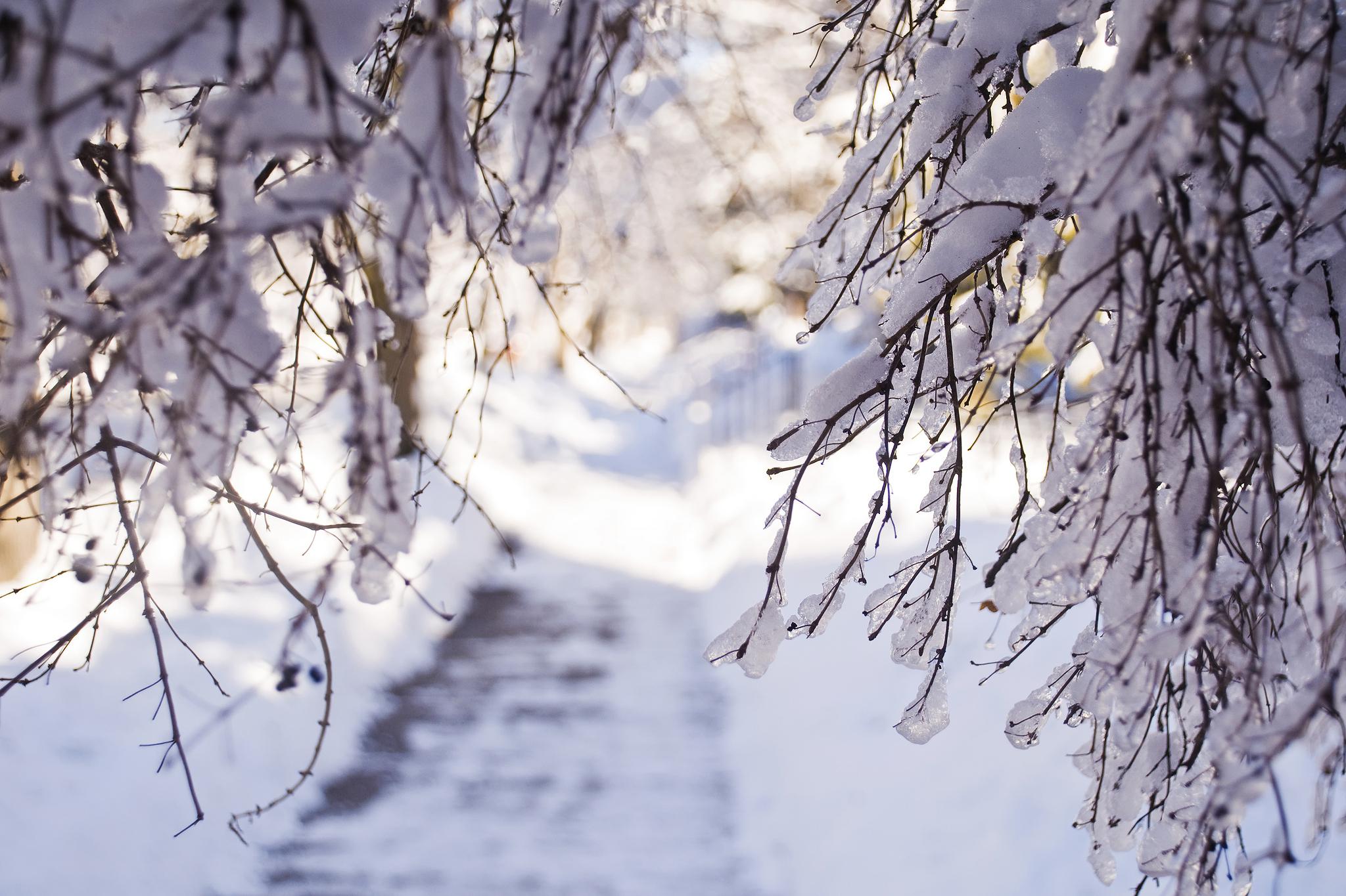 Hd Winter Snow Branches Light Desktop Background Images - Snow On Tree Branches - HD Wallpaper 